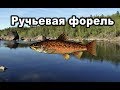 Русская рыбалка 3. Ручьевая форель