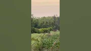 Cận cảnh bẫy cò vạc#bẫy cò bợ bằng keo