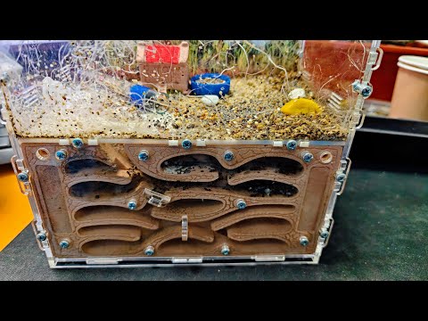 Cleaning the Formicarium – The Ants Are Shocked