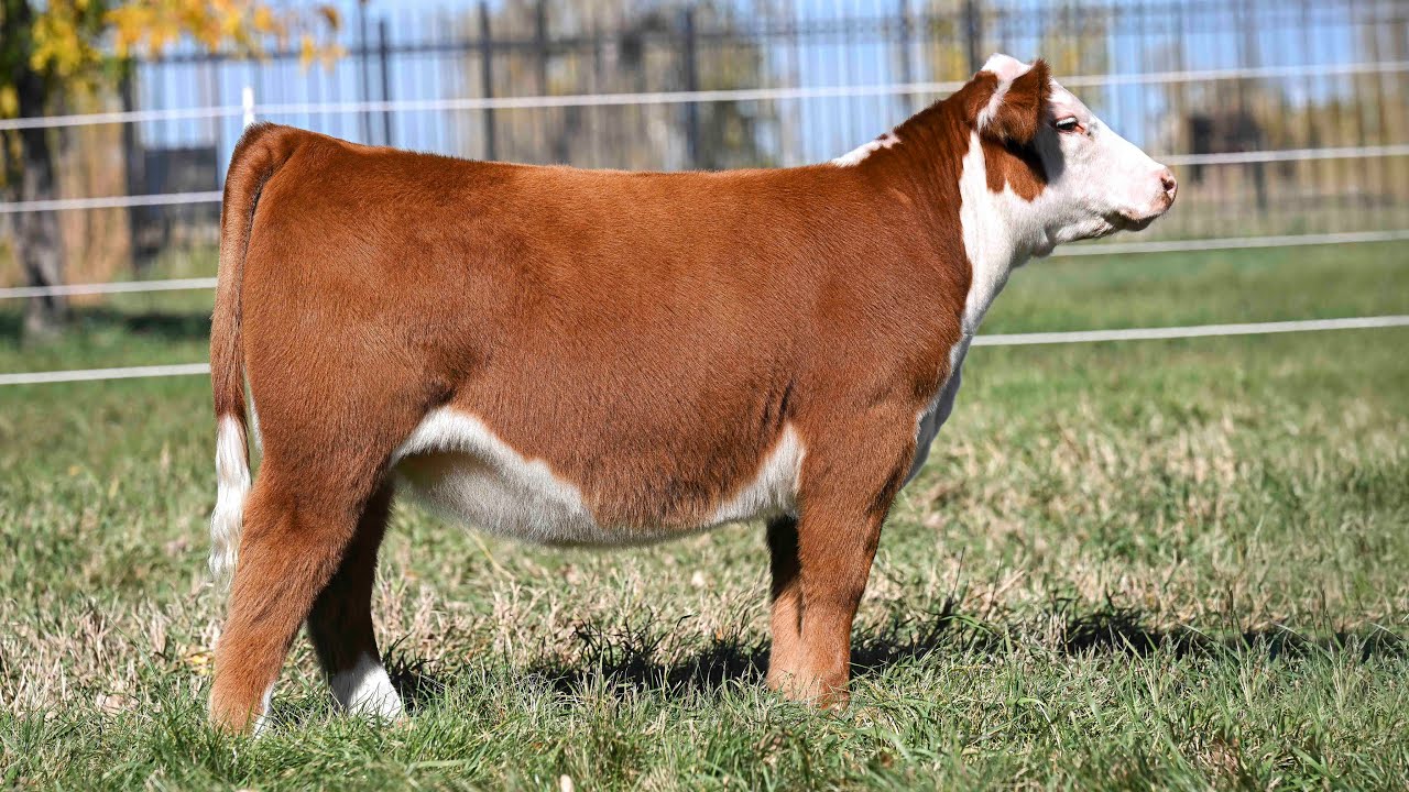 Vickland Show Cattle: Tag 564N