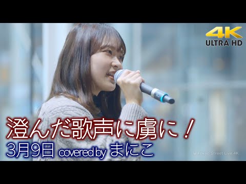 【 歌うま 】澄んだ歌声に虜に！　3月9日 / レミオロメン（ covered by まにこ ）🎧推奨 高音質 路上ライブ 4K映像