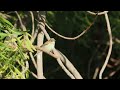 Eastern Olivaceous Warbler Eastern Olivaceous Warbler