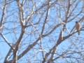 DANDO DE COMER AL TAGUATÓ - BUTEO MAGNIROSTRIS - AVES DE ARGENTINA