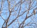 DANDO DE COMER AL TAGUATÓ - BUTEO MAGNIROSTRIS - AVES  DE ARGENTINA