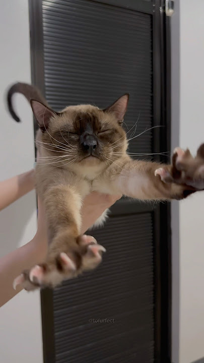 give me a grrr 😼 #cat