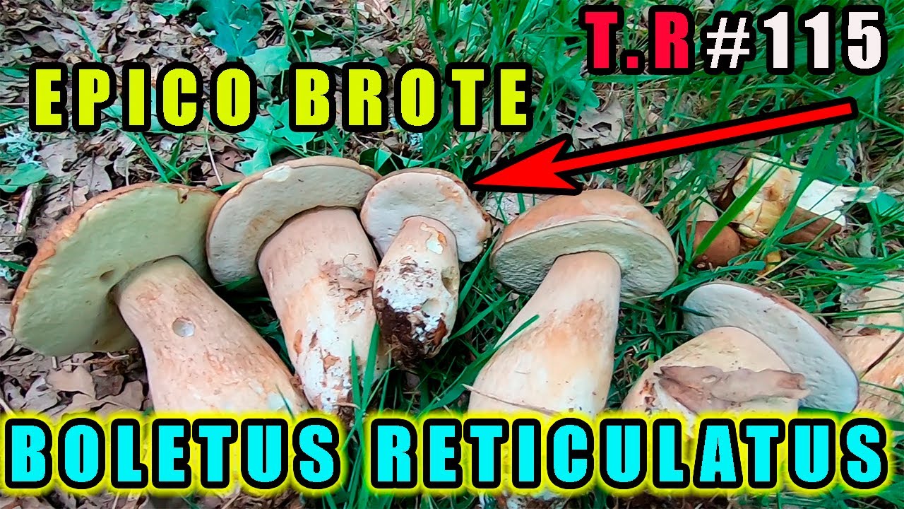 ⚠️EPICO BROTE DE BOLETUS RETICULATUS (BOLETUS DE VERANO)🍄
