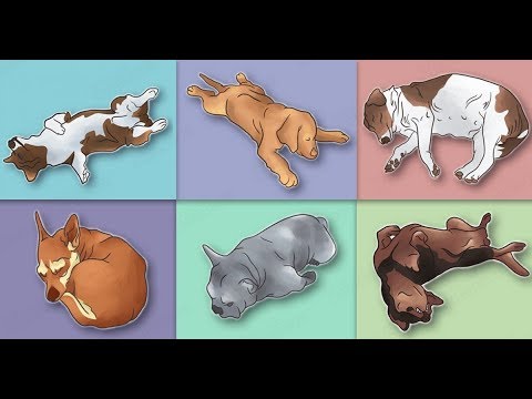 Video: 5 Posiciones Para Dormir Para Perros Y Su Significado