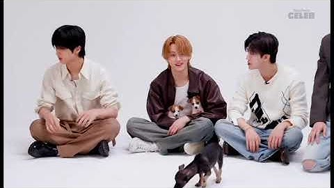 nct dream puppy interview is pure chaos