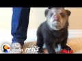 Rescued Baby Black Bear Slowly Falls In Love With His New Friend | The Dodo Little But Fierce