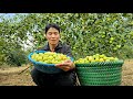 Harvesting Apple Orchards Goes to the market to sell - Cooking | Solo Survival