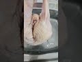 Chicken Is Dancing الفرخه بترقص