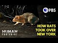 How nyc became a rat kingdom 