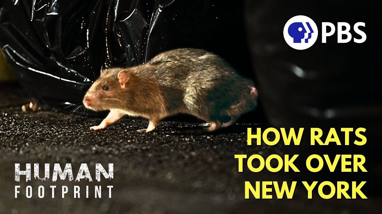 Human Footprint, How NYC Became a Rat Kingdom