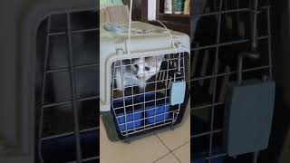 三宝已经到家啦哥哥马上来慰问三宝发出了委屈的叫声 #cat #shorts