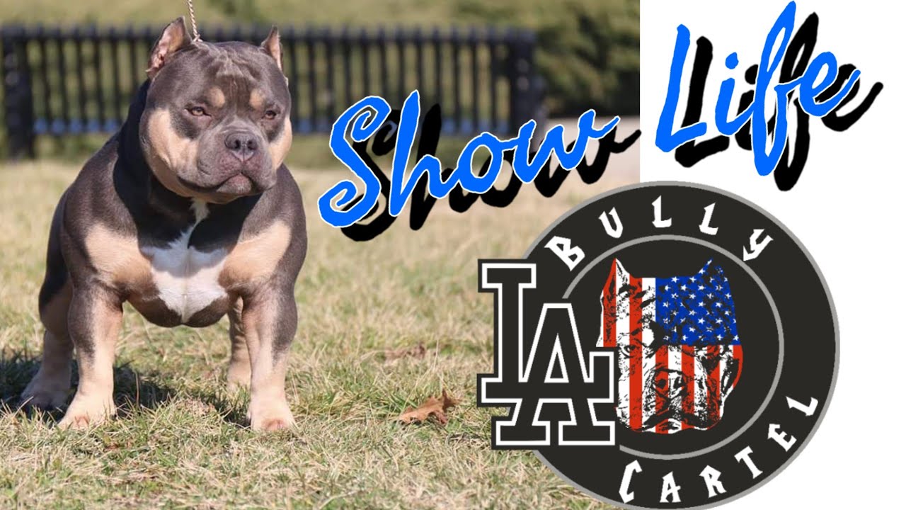 American Bully Show Life Episode 22 BullyPedex March Madness Bully