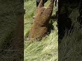 Stuck Sheep Rescue!