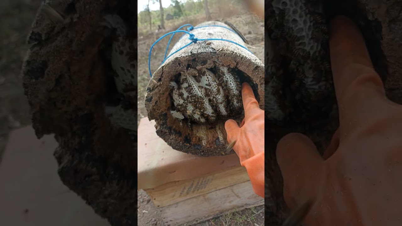 Panen lebah madu di glodok /jebakan lebah |l panen madu lebah super