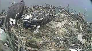MNSA Osprey-Cam:  07 21 09 Family Feeding Break