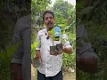 আপনার কি প্রচুর গ্যাস অম্বলের সমস্যা এখনই দেব নার্সারি থেকে কিনুন জোয়ান গাছ সেই পাতা খেলেই গ্যাসের