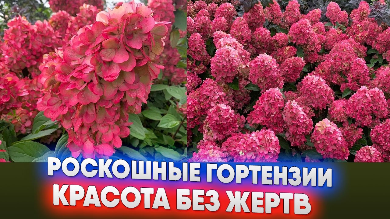 Роскошные гортензии   красота без жертв