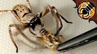 Huntsman Spider ATTACK! Feeding compilation