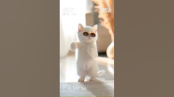 Thumbnail of meow kangkang dance #cat #petdance #funny