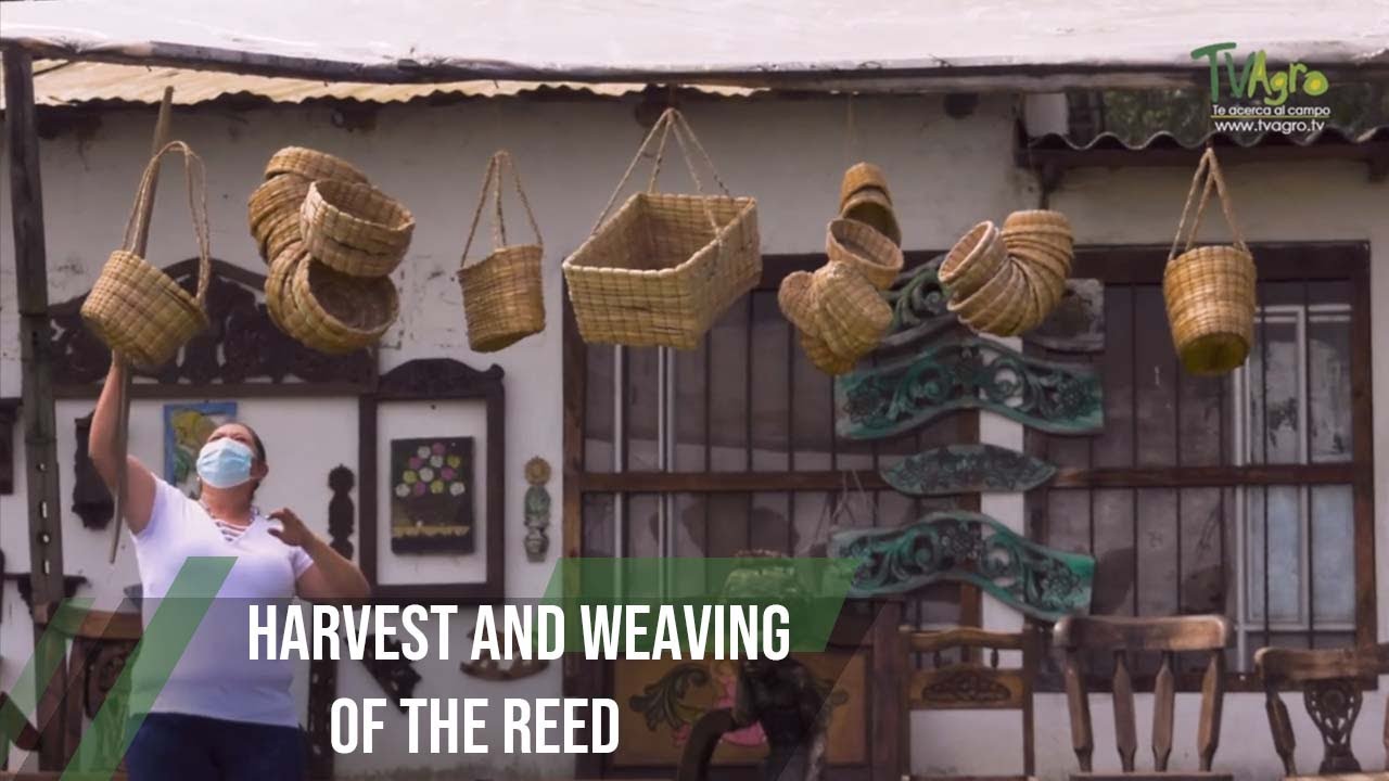 Сбор и плетение тростника
