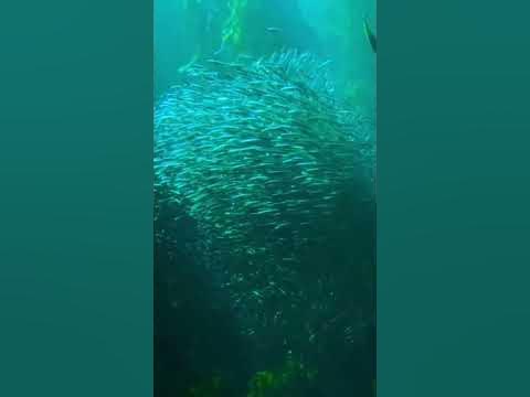 косяк рыб - YouTube