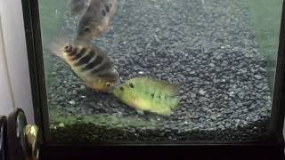 Red Devil vs Trimac Cichlid fight