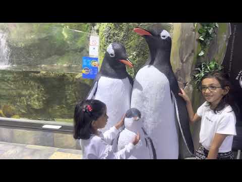 Dubai Aquarium 🦈🐬🐠🐟🐙🦑🐳