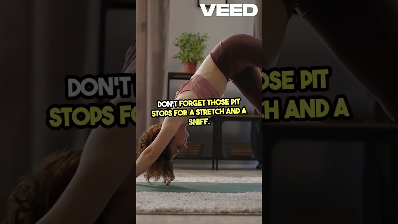 Ultimate Guide  Safe & Fun Dog Travel 