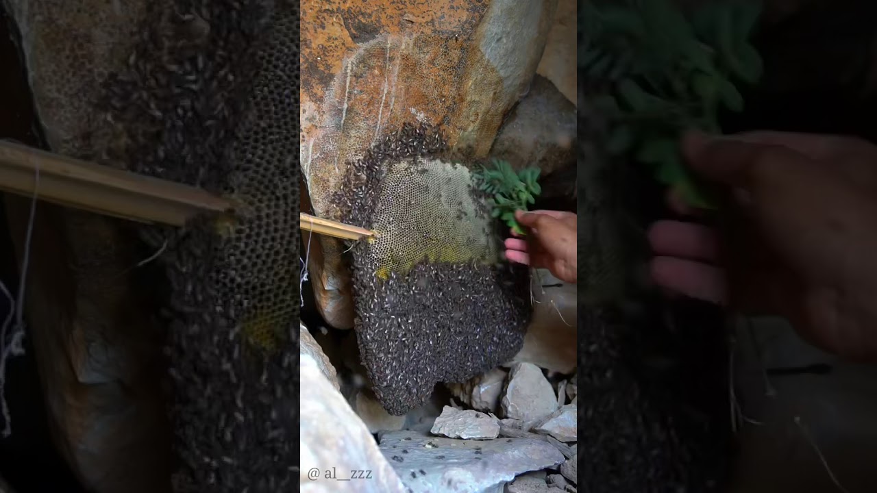 Abu Tuwaiq honey cut | Oman