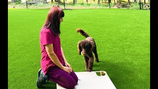 Dog Training, Ella, Standard Poodle, Day 3: Off Leash Recall | Neighborhood Walk | Blairsville, GA