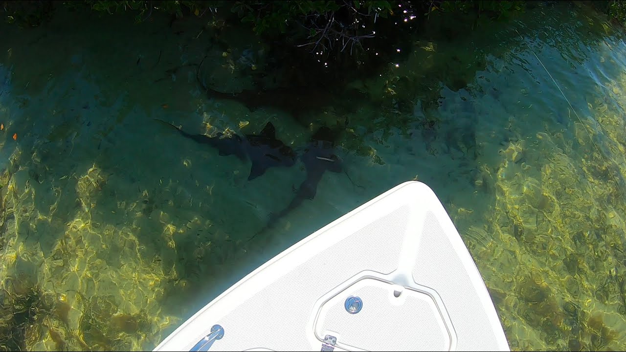 Shallow water creatures. Lower Keys, Florida