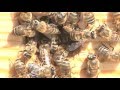 Изюмская пчелиная ферма «Мадара Рой»