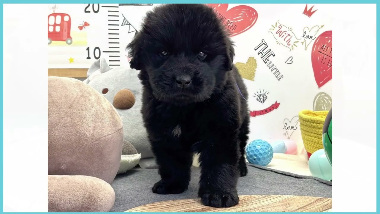 番犬 ☀️大きな身体、大きな優しさ。BIG DOGが描いた特別な1日。 約300頭の