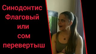 Синодонтис Флаговый или сом перевертыш, уход и содержание, а так же интересные факты.