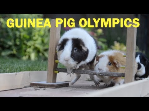 Guinea Pig Olympics - Parry Gripp