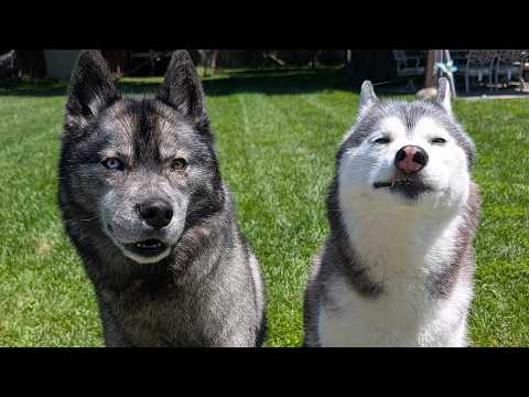 The Boys Go Play, And The Dogs And I Do What?