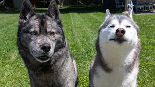 He Almost Crashed?! Husky Shenanigans and Ebike Trail Ride!