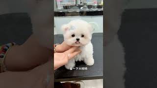 This Bichon Frize Is A Bit Cute, Has A Good Healing Appearance, And Is Happy. Go Ahead, Little Bich