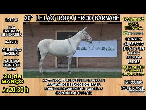 LOTE 44 - 20° LEILÃO TROPA TERCIO BARNABÉ