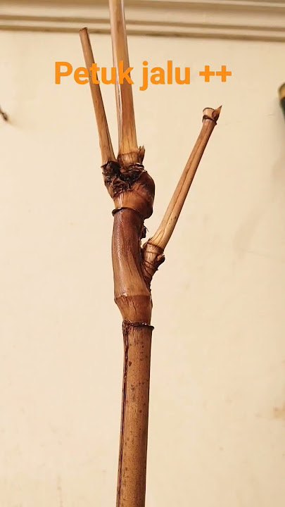 keunikan bambu petuk jalu