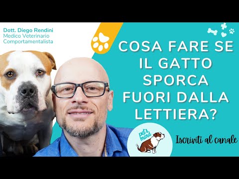 Video: Cosa Fare Se Un Gatto Caga Nelle Scarpe