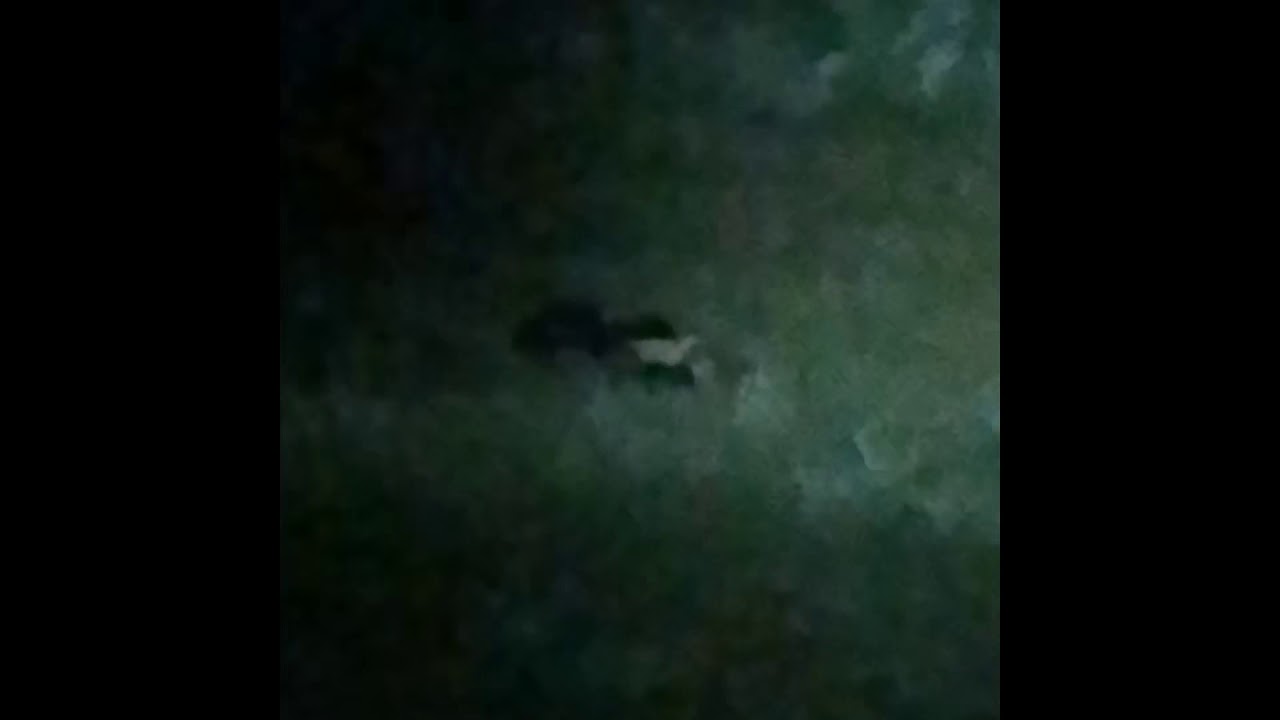 Black panther sighting in wv YouTube