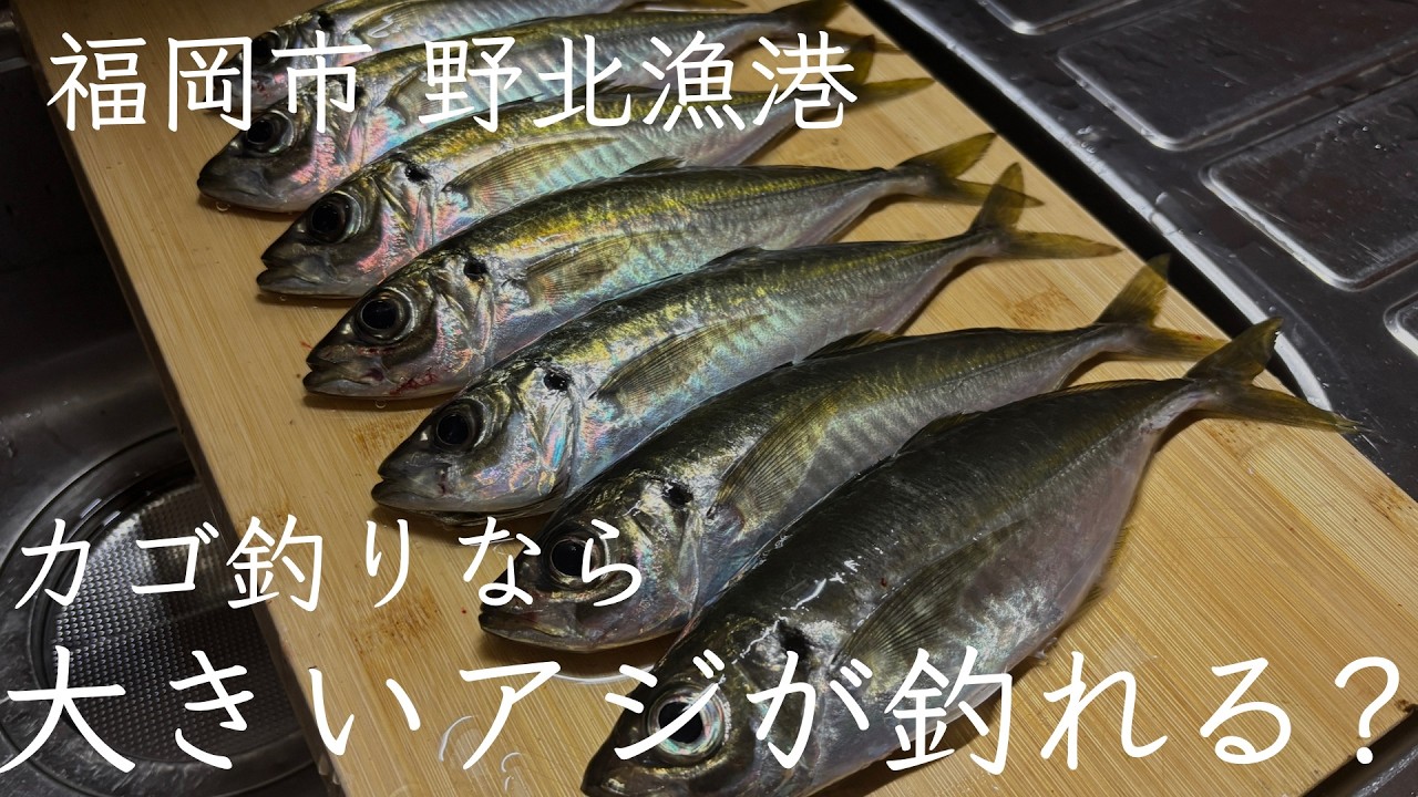 [糸島市 野北漁港] 真冬の2月、カゴ釣りなら大きいアジを狙い撃ちできるんじゃない？