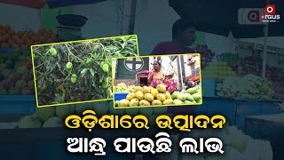 Andhra Traders Eye Go On Mangoes Grown In Odisha's Koraput