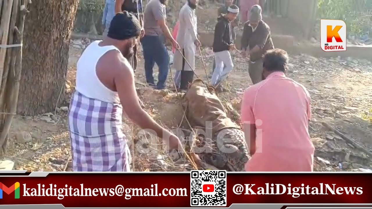 Big Crocodile Rescued By Dandeli Locals | Crocodile Found In Trench at 3No Gate Area| Kali Digital N
