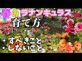 春のラナンキュラスの育て方【ラナンキュラスラックス】【ランドセルシリーズ】【園芸のぶチャンネル】