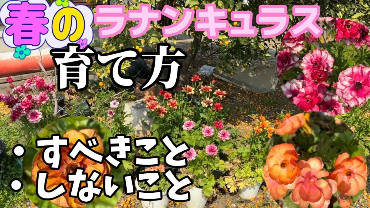 How to Grow Ranunculus in Spring [Ranunculus Lux] [Schoolbag
